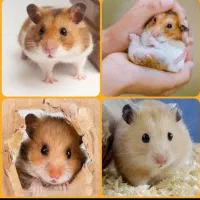 پایگاه پخش خرگوش مینییاتوریو مینیلوپ واکسن زده|موش و خرگوش|اصفهان, خانه اصفهان|دیوار