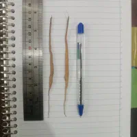 نهال انغوزه|خدمات باغبانی و درختکاری|مشهد, شهید قربانی|دیوار