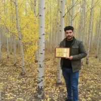 فروش صنوبر گرمی، بهترین انتخاب برای مناطق گرمسیر