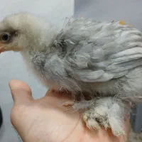 جوجه برهما یکماهه لایت بلک طوسی