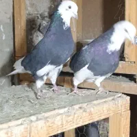 کبوتر