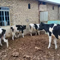 ۵راس ماده یک راس سمینتال ۴راس هولشتاین