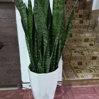 گل.|گل و گیاه طبیعی|ماسال, |دیوار