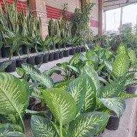 گل رز . روزمادر. طبیعی آپارتمانی