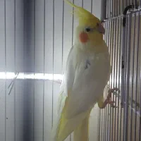 عروس با تخم|پرنده|بندرعباس, |دیوار