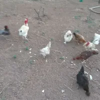 مرغ و خروس