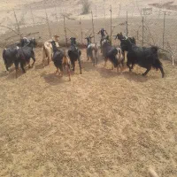 بز فروش معاوضه با بره ماده