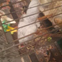 یک عددکاسکو نر