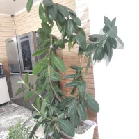 فروش گل طبیعی