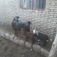 بزکاموری|حیوانات مزرعه|قهستان, |دیوار