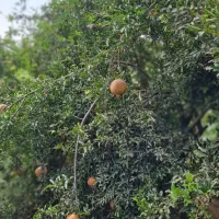 زمین ساختمانی