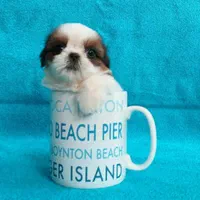 سگ آپارتمانی سوپرفلت