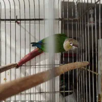 طوطی|پرنده|شادگان, |دیوار