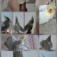 عروس هلندی فروشی