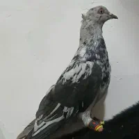 کفتر دم سفید لکه دار سبز پولکی سار دورنگ جفتگاه