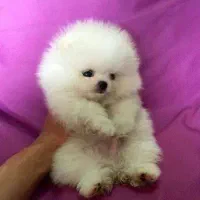 پاممراننین وارداتی یه وجبی|سگ|تهران, جوانمردان (اندیشه)|دیوار