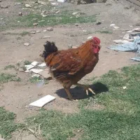جوجه خروس ۹ ماهه