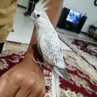 عروس هلندی بالغ|پرنده|گنبد کاووس, |دیوار