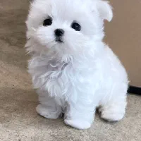 مالتیپودل عروسکی