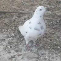 کفتر یا کبوتر و قفس|پرنده|قرچک, پویینک|دیوار