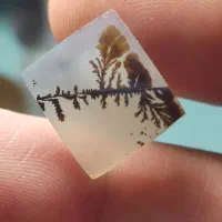 ورق بزنید حراجی شجر