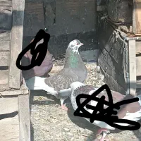 کفتر|پرنده|قم, نیروگاه|دیوار