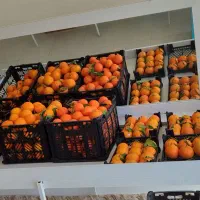 وسایل میوه فروشی|فروشگاه و مغازه|خمیر, |دیوار