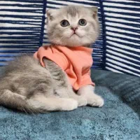 بریتیش واگذار اسکاتیش خاص