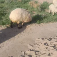 یک عدد کاور چاق تبری ما مله با میش ابستن یا