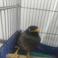 مینا ،عروس هلندی