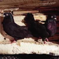 سیاه|پرنده|ملکان, |دیوار