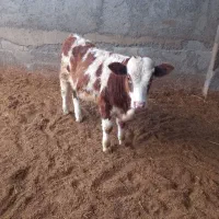 فروش انواع گاو و گوساله سیمینتال نر و ماده