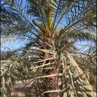باغ