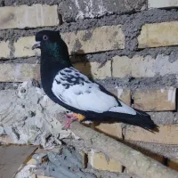 پرنده|پرنده|خرمشهر, |دیوار