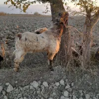 ۳راس بزغاله نر و ۱ راس تکه تخمی|حیوانات مزرعه|آزادشهر, |دیوار