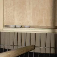 پرنده عروس هلندی جفت