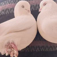 تهرانی چشم سفید