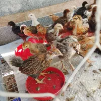 جوجه مرغ محلی همه مدل دوماهه