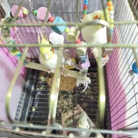 عروس هلندی|پرنده|خنداب, |دیوار