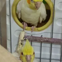 یه جفت عروس هلندی لیتونو الان روتخم هست|پرنده|خفر, |دیوار