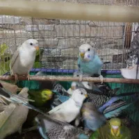 مرغ عشق|پرنده|رشت, لاکان شهر|دیوار