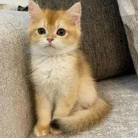 واگذاری گربه