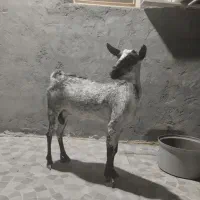 یک عدد بز سلاله به فروش میرسد