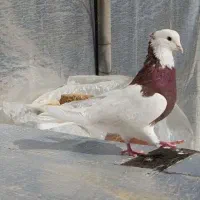 طوقی نر حلوایی