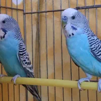 جفت مرغ عشق با تخم