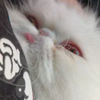 گربه پرشین ماده|گربه|کرمان, |دیوار