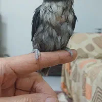 طوطی برزیلی نقا بدار دستی معاوضه قناری نر