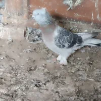 کبوتر ترکیه ایناق هواگیر|پرنده|گرمی, |دیوار