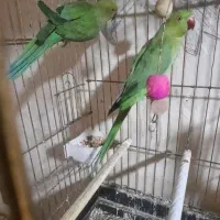 ۲ عدد طوطی ملنگو ماده|پرنده|بجنورد, |دیوار