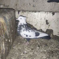 کفتر سینه|پرنده|شیراز, نصر|دیوار